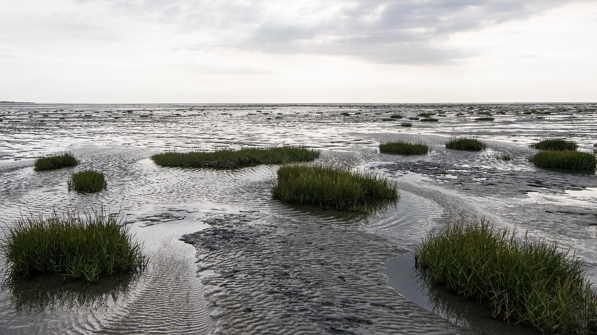 Les mollières et bancs de sable de la Baie de Somme